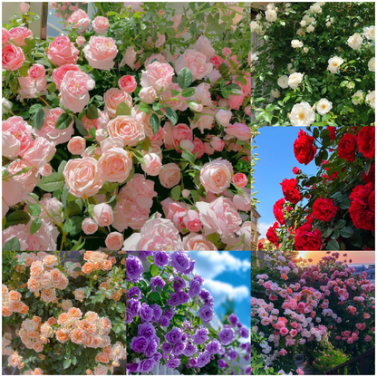 Big Bloom Rose Seeds – Any Place, Any Season