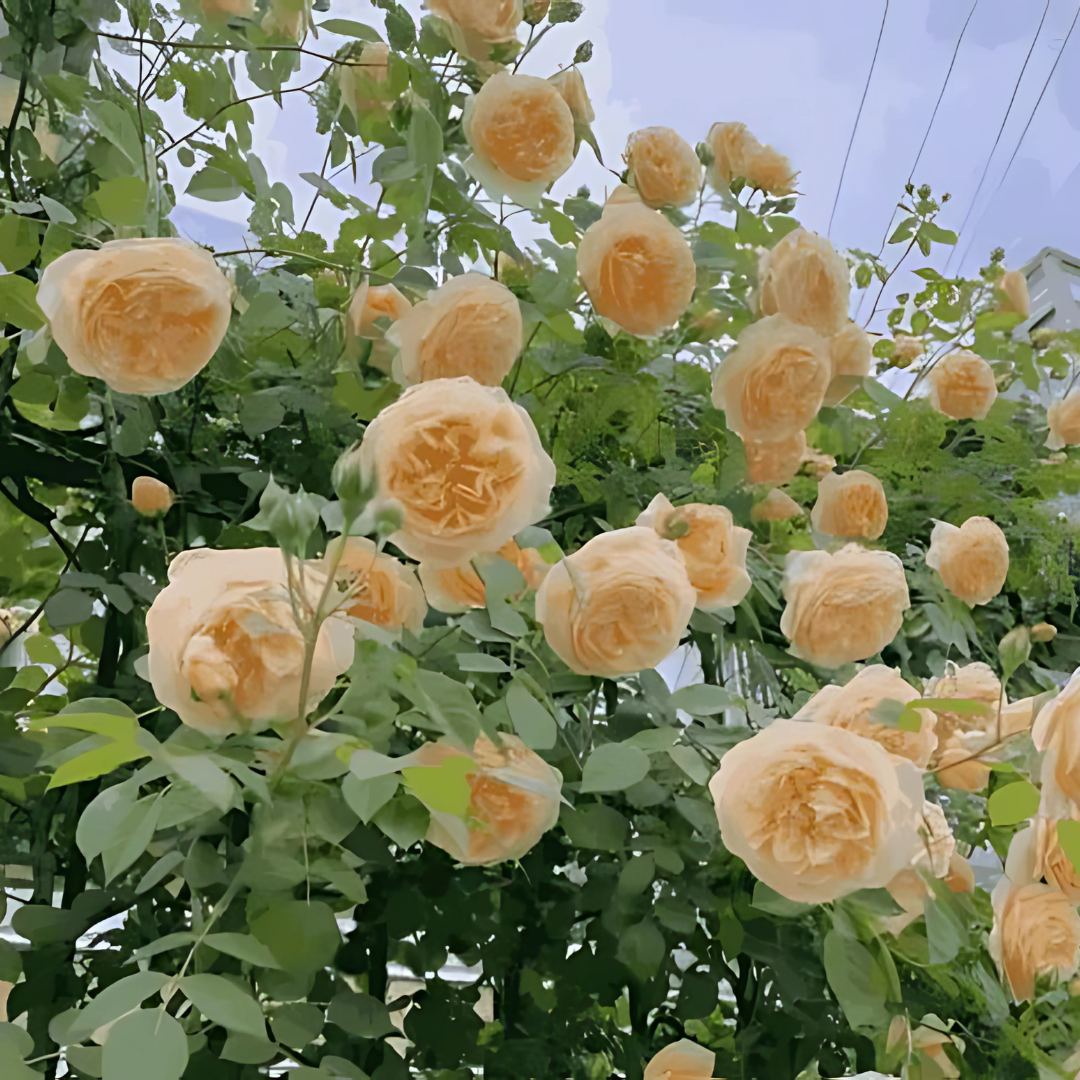 Big Bloom Rose Seeds – Any Place, Any Season