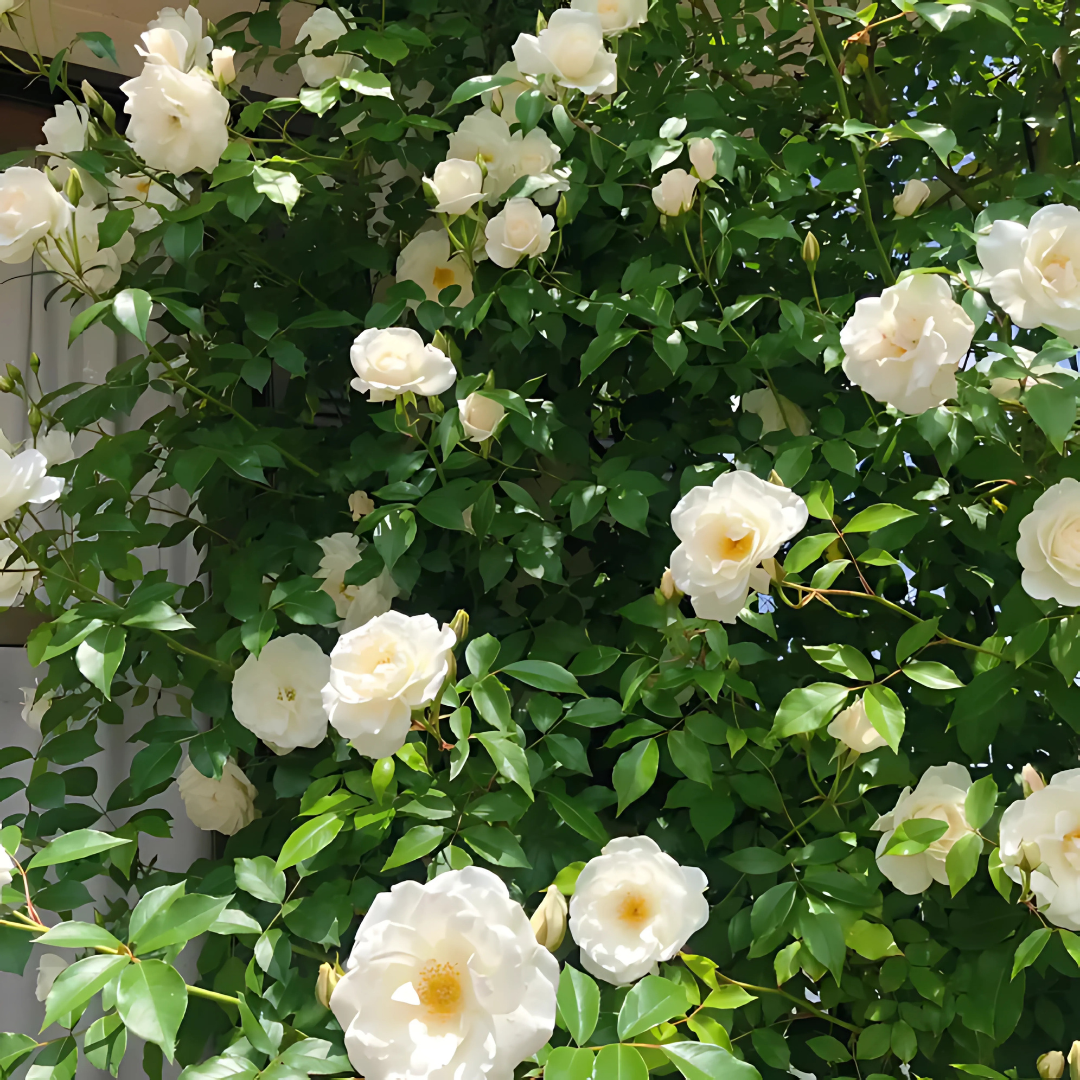 Big Bloom Rose Seeds β Any Place, Any Season